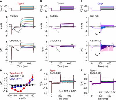 Signal transmission in mature mammalian vestibular hair cells